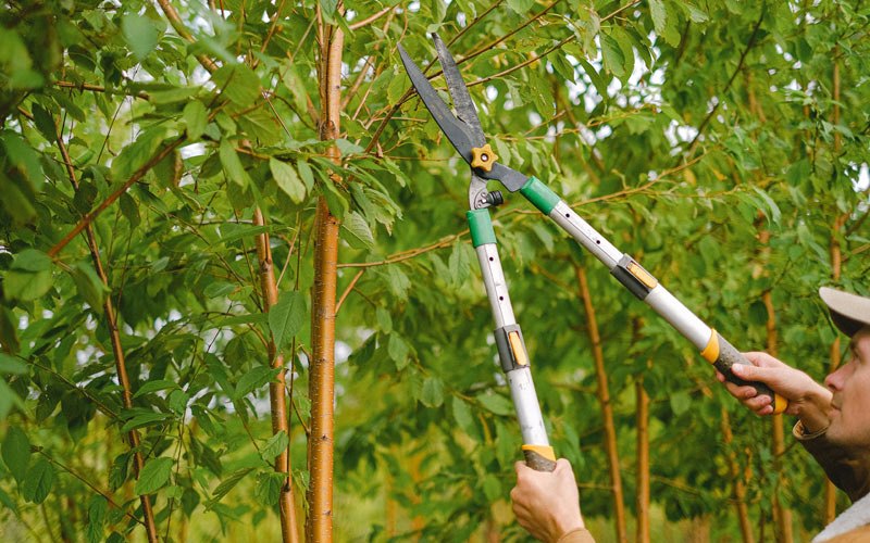 Tree trimming in Iron Belt, WI