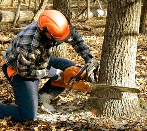 Tree Removal in Iron Belt, WI